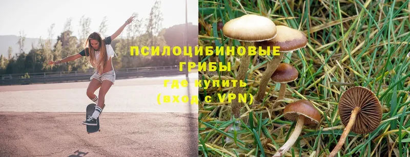 Галлюциногенные грибы Psilocybine cubensis Прокопьевск